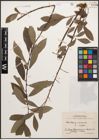 Foto von Salix caprea L. x Salix purpurea L.